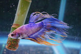 Crowntail Male Betta (ID#801-M708) Free2Day SHIPPING