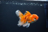 Juvenile Thai Oranda  Red White 4 Inch (ID#1119To13b-69) Free2Day SHIPPING