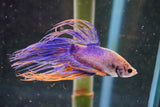 Crowntail Male Betta (ID#801-M708) Free2Day SHIPPING