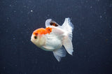 Juvenile Thai Oranda  Red White 3.5 Inch (ID#415T13b-65) Free2Day SHIPPING