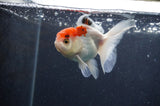 Juvenile Thai Oranda  Red White 3.5 Inch (ID#415T13b-65) Free2Day SHIPPING
