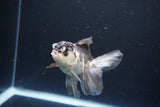 Juvenile Thai Oranda  Panda 3.5 Inch (ID#1119To13b-70) Free2Day SHIPPING