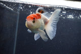 Juvenile Thai Oranda  Red White 3.5 Inch (ID#415T13b-65) Free2Day SHIPPING