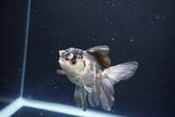 Juvenile Thai Oranda  Panda 3.5 Inch (ID#1119To13b-70) Free2Day SHIPPING