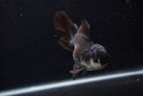 Juvenile Thai Oranda  Panda 3.5 Inch (ID#0103T13b-86) Free2Day SHIPPING