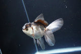 Juvenile Thai Oranda  Panda 3.5 Inch (ID#1119To13b-70) Free2Day SHIPPING