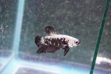 Black    Samurai Plakat Male Betta (ID#801-M709) Free2Day SHIPPING