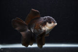 Juvenile Thai Oranda  Panda 3.5 Inch (ID#0103T13b-86) Free2Day SHIPPING