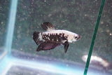 Black    Samurai Plakat Male Betta (ID#801-M709) Free2Day SHIPPING