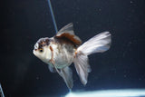 Juvenile Thai Oranda  Panda 3.5 Inch (ID#1119To13b-70) Free2Day SHIPPING