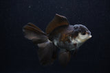 Juvenile Thai Oranda  Panda 3.5 Inch (ID#0103T13b-86) Free2Day SHIPPING