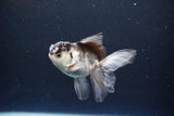 Juvenile Thai Oranda  Panda 3.5 Inch (ID#1119To13b-70) Free2Day SHIPPING