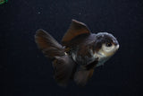 Juvenile Thai Oranda  Panda 3.5 Inch (ID#0103T13b-86) Free2Day SHIPPING