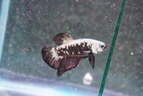 Black    Samurai Plakat Male Betta (ID#801-M709) Free2Day SHIPPING