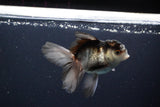 Juvenile Thai Oranda  Panda 3.5 Inch (ID#1119To13b-70) Free2Day SHIPPING