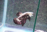 Black    Samurai Plakat Male Betta (ID#801-M709) Free2Day SHIPPING