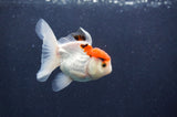 Juvenile Thai Oranda  Red White 3.5 Inch (ID#415T13b-65) Free2Day SHIPPING