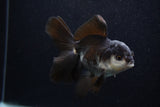 Juvenile Thai Oranda  Panda 3.5 Inch (ID#0103T13b-86) Free2Day SHIPPING