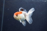 Juvenile Thai Oranda  Red White 3.5 Inch (ID#415T13b-65) Free2Day SHIPPING