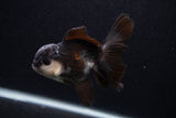 Juvenile Thai Oranda  Panda 3.5 Inch (ID#0103T13b-86) Free2Day SHIPPING