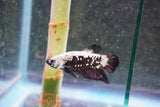 Black    Samurai Plakat Male Betta (ID#801-M709) Free2Day SHIPPING