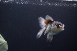 Juvenile Thai Oranda  Panda 3.5 Inch (ID#1119To13b-70) Free2Day SHIPPING