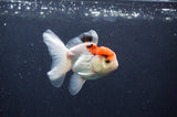 Juvenile Thai Oranda  Red White 3.5 Inch (ID#415T13b-65) Free2Day SHIPPING