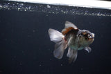 Juvenile Thai Oranda  Panda 3.5 Inch (ID#1119To13b-70) Free2Day SHIPPING