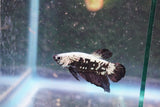 Black    Samurai Plakat Male Betta (ID#801-M709) Free2Day SHIPPING