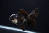 Juvenile Thai Oranda  Panda 3.5 Inch (ID#0103T13b-86) Free2Day SHIPPING