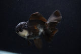 Juvenile Thai Oranda  Panda 3.5 Inch (ID#0103T13b-86) Free2Day SHIPPING