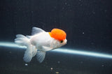 Juvenile Thai Oranda  Red White 3.5 Inch (ID#415T13b-66) Free2Day SHIPPING