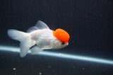 Juvenile Thai Oranda  Red White 3.5 Inch (ID#415T13b-66) Free2Day SHIPPING
