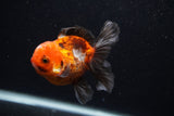 Juvenile Thai Oranda  Tricolor 3.5 Inch (ID#0103T13b-87) Free2Day SHIPPING