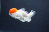 Juvenile Thai Oranda  Red White 3.5 Inch (ID#415T13b-66) Free2Day SHIPPING
