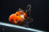 Juvenile Thai Oranda  Tricolor 3.5 Inch (ID#0103T13b-87) Free2Day SHIPPING