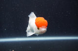 Juvenile Thai Oranda  Red White 3.5 Inch (ID#415T13b-66) Free2Day SHIPPING