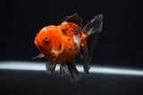 Juvenile Thai Oranda  Tricolor 3.5 Inch (ID#0103T13b-87) Free2Day SHIPPING