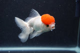 Juvenile Thai Oranda  Red White 3.5 Inch (ID#415T13b-66) Free2Day SHIPPING