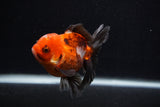 Juvenile Thai Oranda  Tricolor 3.5 Inch (ID#0103T13b-87) Free2Day SHIPPING