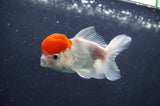 Juvenile Thai Oranda  Red White 3.5 Inch (ID#415T13b-66) Free2Day SHIPPING