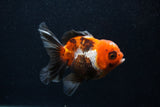 Juvenile Thai Oranda  Tricolor 3.5 Inch (ID#0103T13b-87) Free2Day SHIPPING