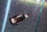 Black    Samurai Plakat Male Betta (ID#801-M711) Free2Day SHIPPING