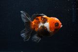 Juvenile Thai Oranda  Tricolor 3.5 Inch (ID#0103T13b-87) Free2Day SHIPPING