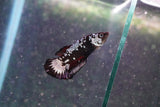 Black    Samurai Plakat Male Betta (ID#801-M711) Free2Day SHIPPING