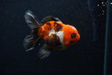 Juvenile Thai Oranda  Tricolor 3.5 Inch (ID#0103T13b-87) Free2Day SHIPPING