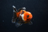 Juvenile Thai Oranda  Tricolor 3.5 Inch (ID#0103T13b-87) Free2Day SHIPPING