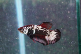 Black    Samurai Plakat Male Betta (ID#801-M711) Free2Day SHIPPING