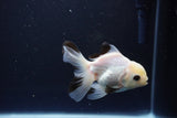 Juvenile Thai Oranda  Panda 3.5 Inch (ID#1119To13b-72) Free2Day SHIPPING