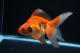 Ryukin Long Tail Tricolor 4.5 Inch (ID#318Ry8a-1) Free2Day SHIPPING